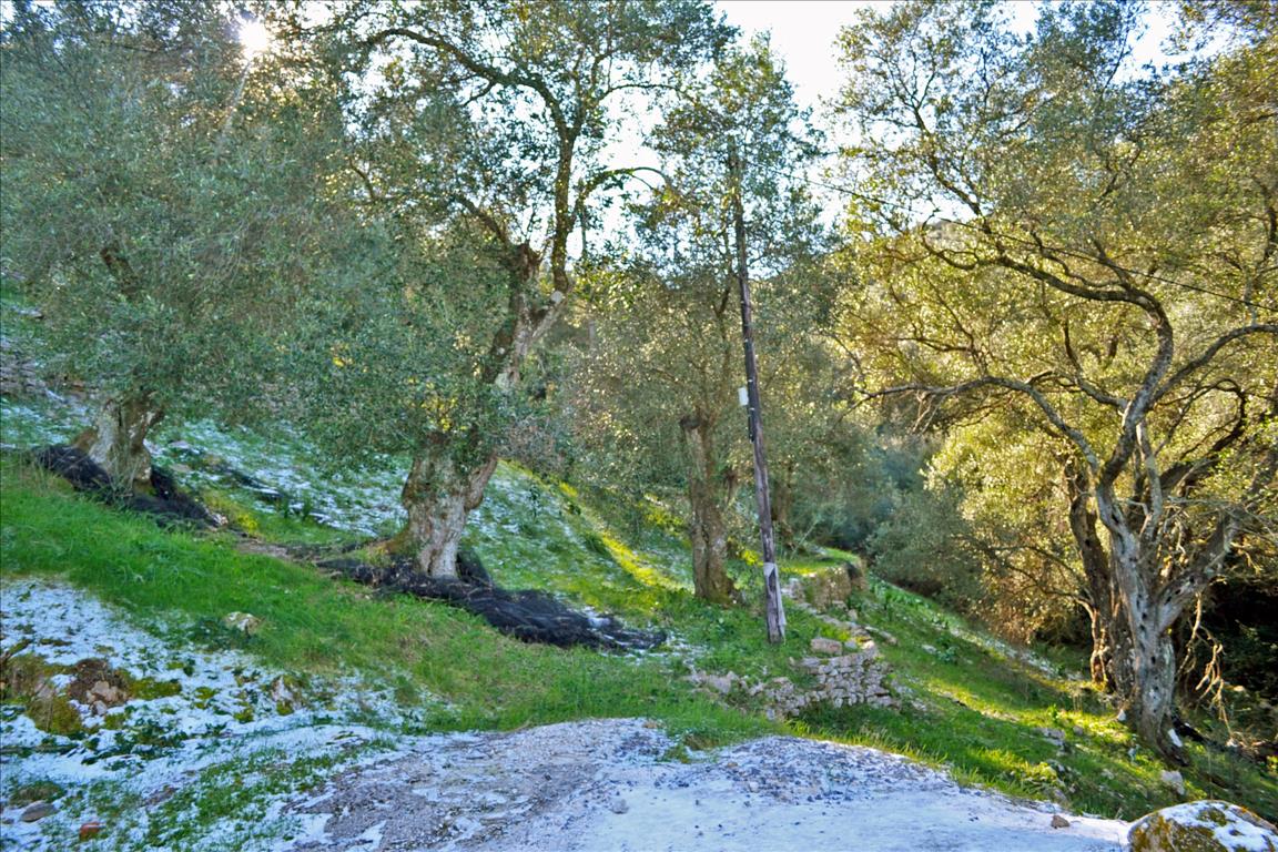 Terrain à Corfou, Grèce, 7 000 m² - image 1