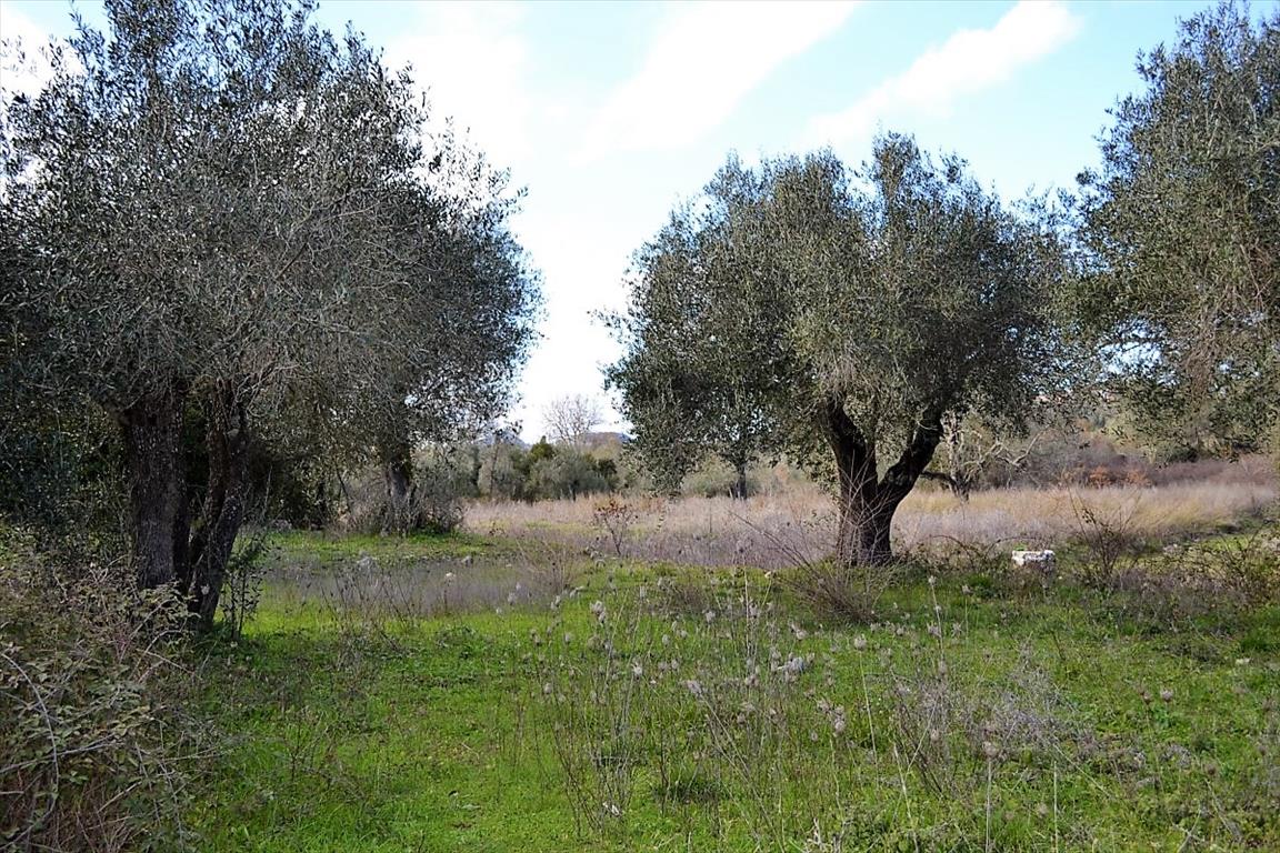 Land in Corfu, Greece, 20 000 m² - picture 1