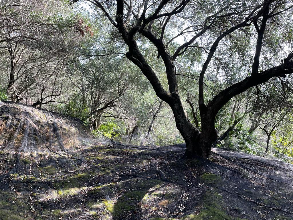 Land in Corfu, Greece, 12 000 m² - picture 1