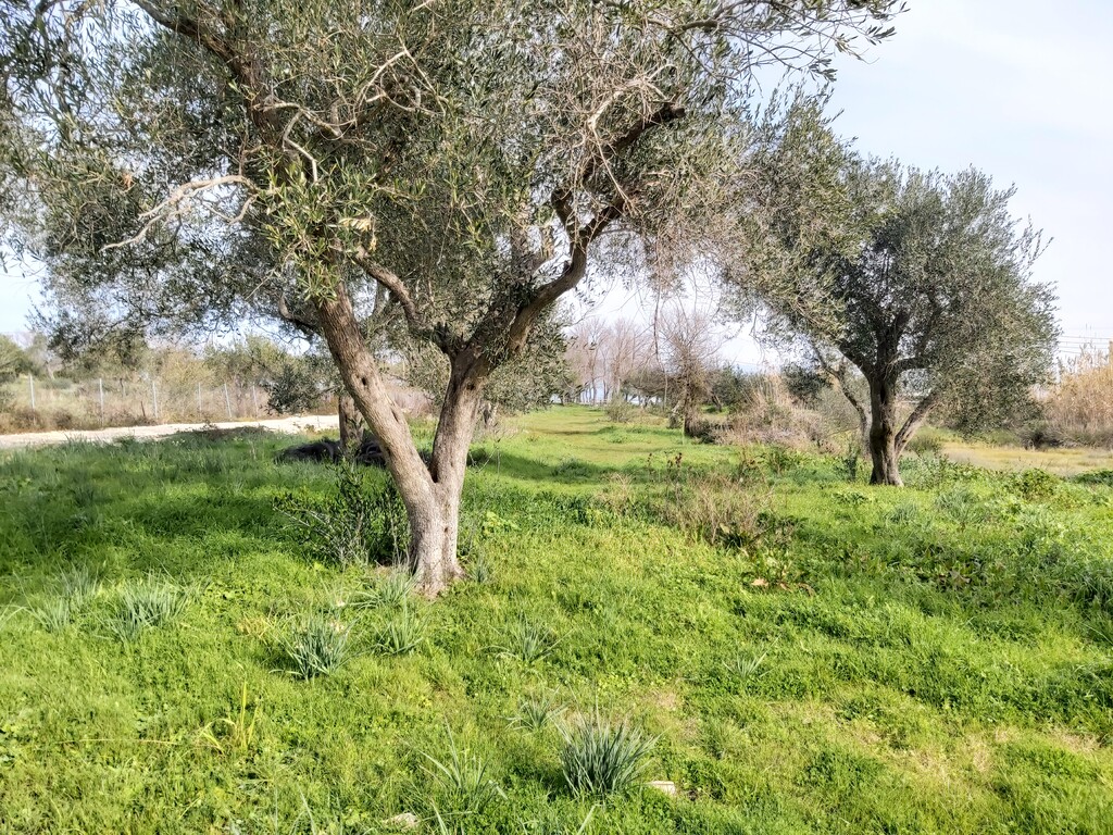 Land in Corfu, Greece, 2 726 m² - picture 1