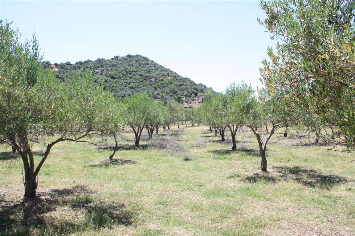 Land in Sithonia, Greece, 8 000 m² - picture 2