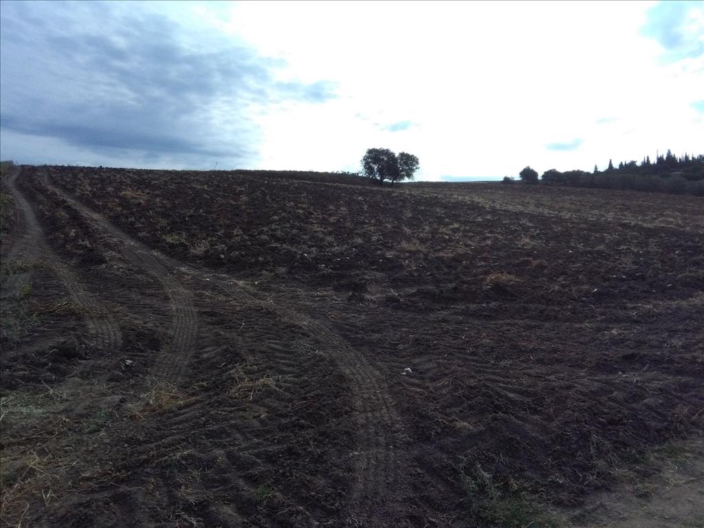 Land in Thessaloniki, Greece, 16 313 m² - picture 3