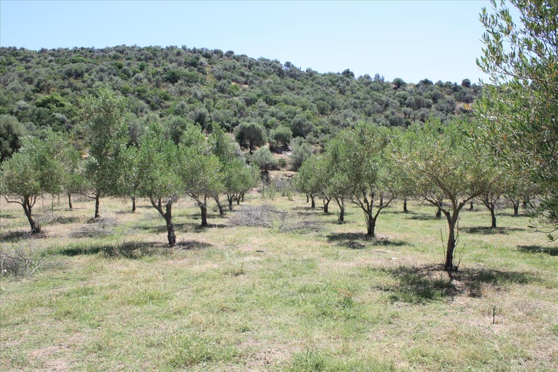 Land in Sithonia, Greece, 8 000 m² - picture 3