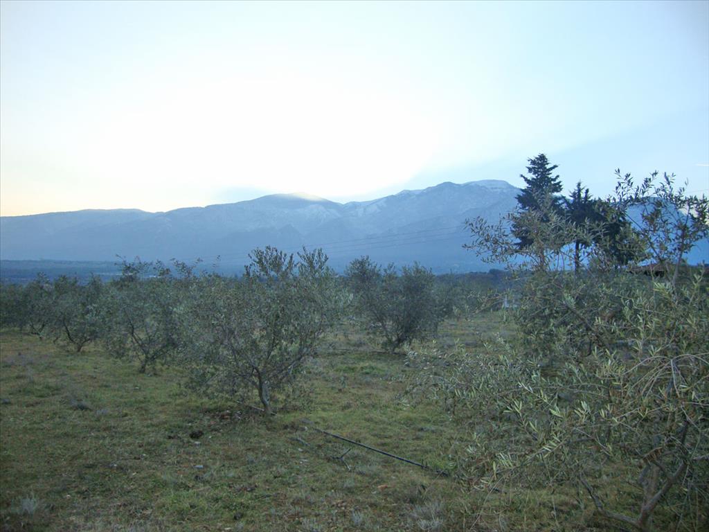 Terreno en Olympiaki Akti, Grecia, 4 300 m² - imagen 3