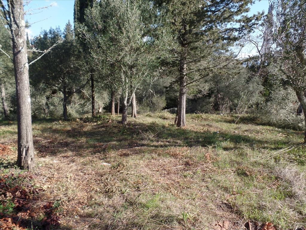 Land in Corfu, Greece, 4 900 m² - picture 3