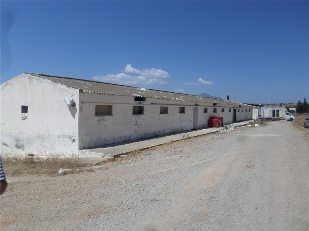 Terreno en Atenas, Grecia, 22 000 m² - imagen 4