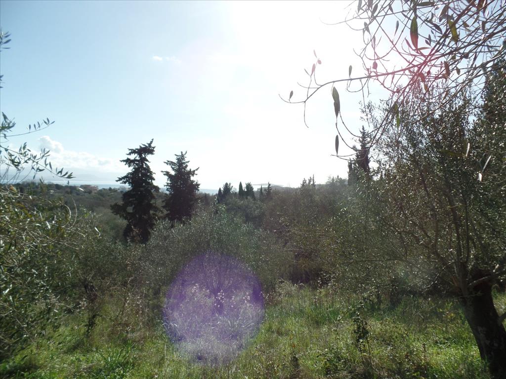 Land in Corfu, Greece, 4 900 m² - picture 4
