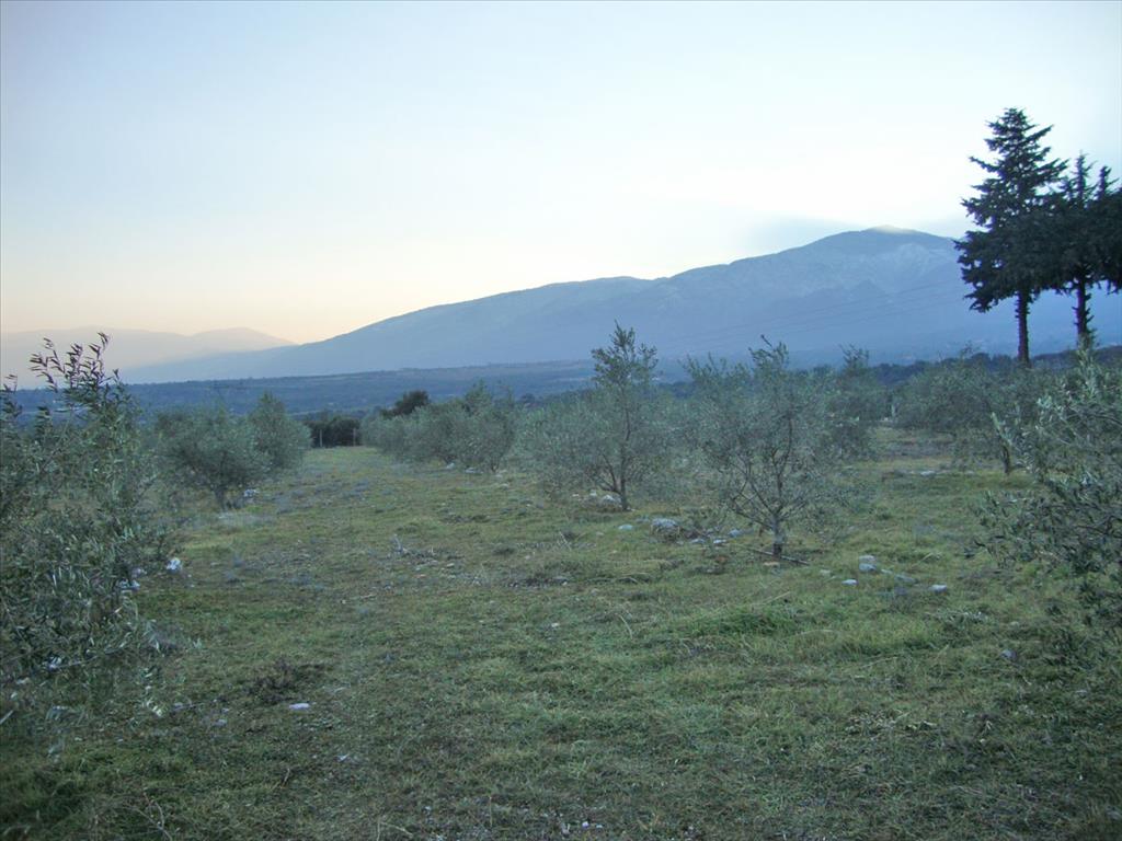 Terreno en Olympiaki Akti, Grecia, 4 300 m² - imagen 4