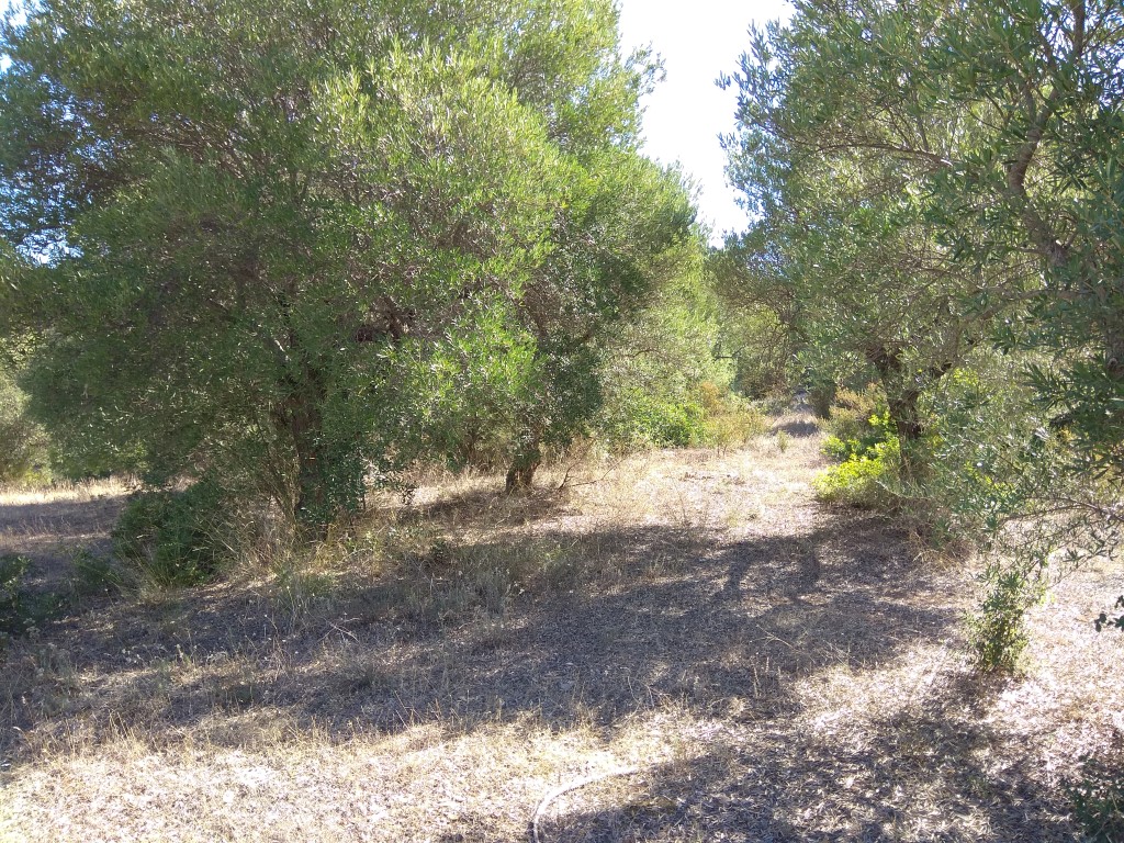 Terreno a Sithonia, Grecia, 7 250 m2 - foto 4