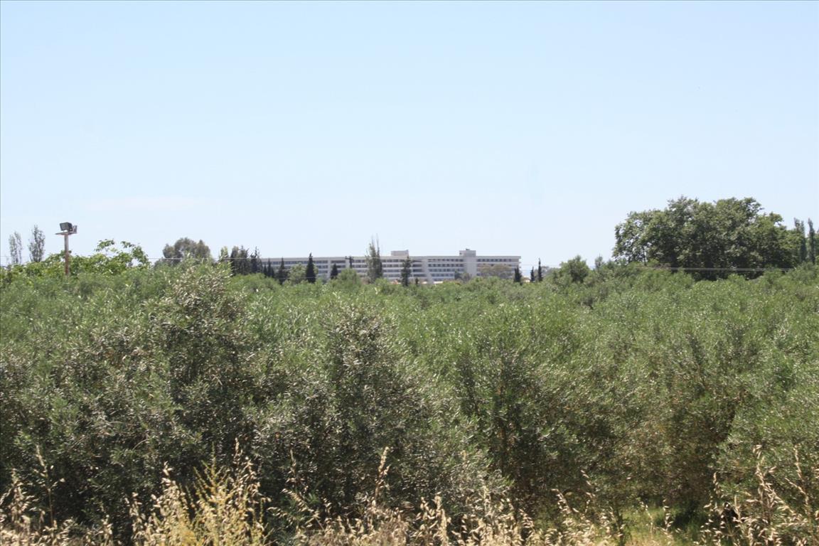 Land in Sithonia, Greece, 3 500 m² - picture 4