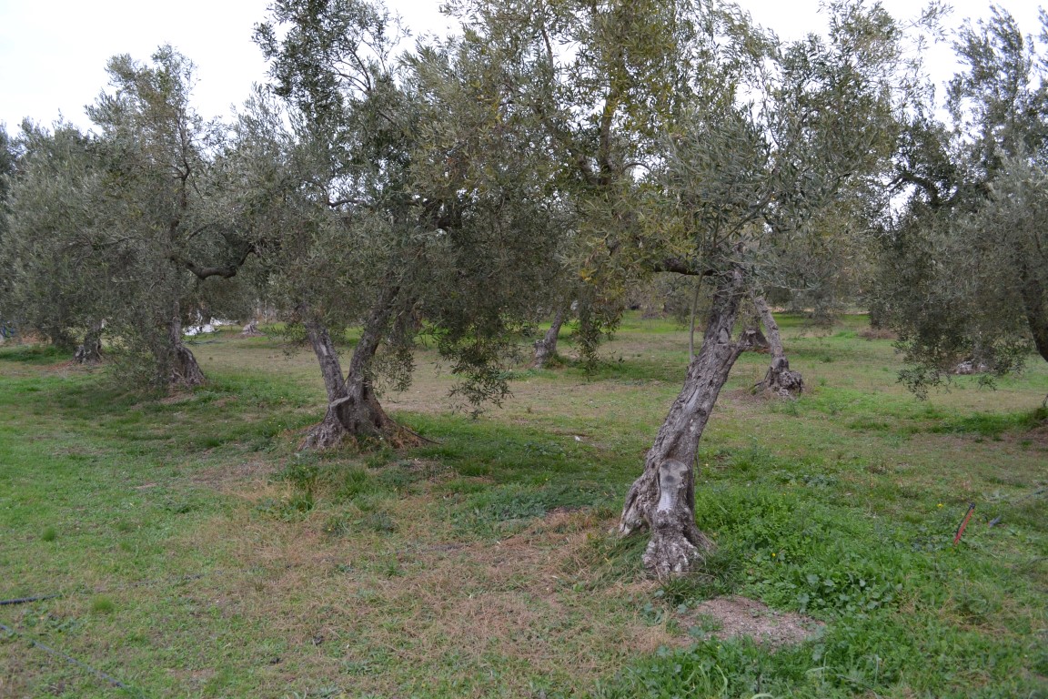 Terreno en Sitonia, Grecia, 2 700 m² - imagen 4