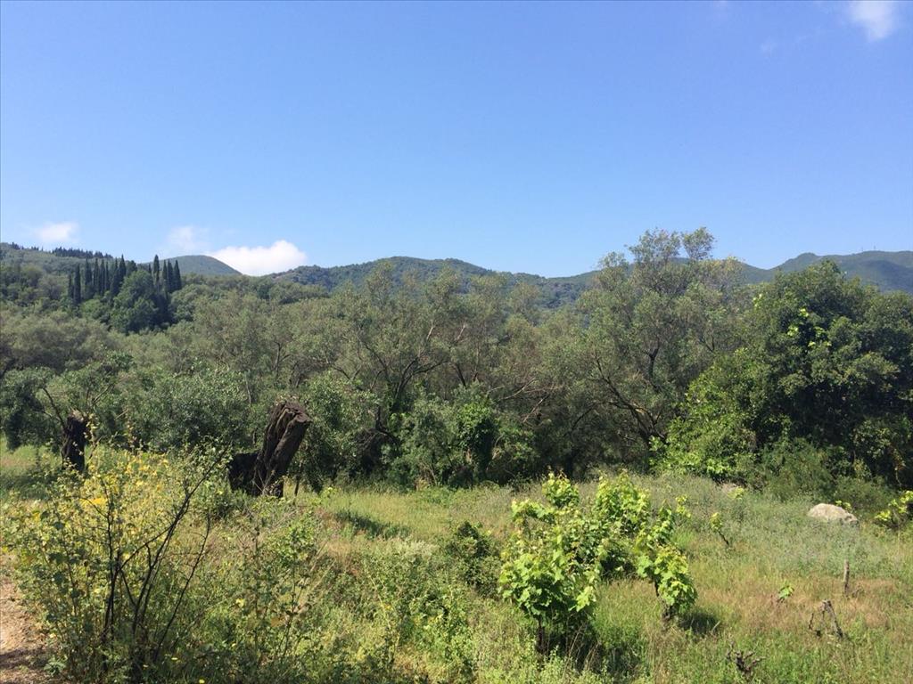 Land in Corfu, Greece, 7 000 m² - picture 5