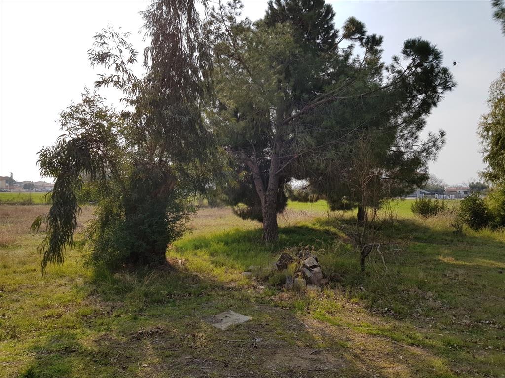 House in Sithonia, Greece, 190 m² - picture 5