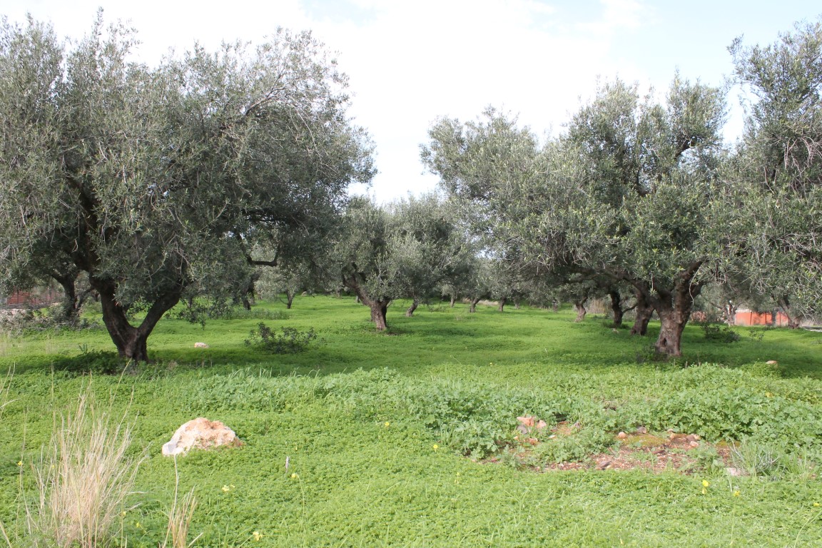 Grundstück in Heraklion, Griechenland, 2 456 m² - Foto 5