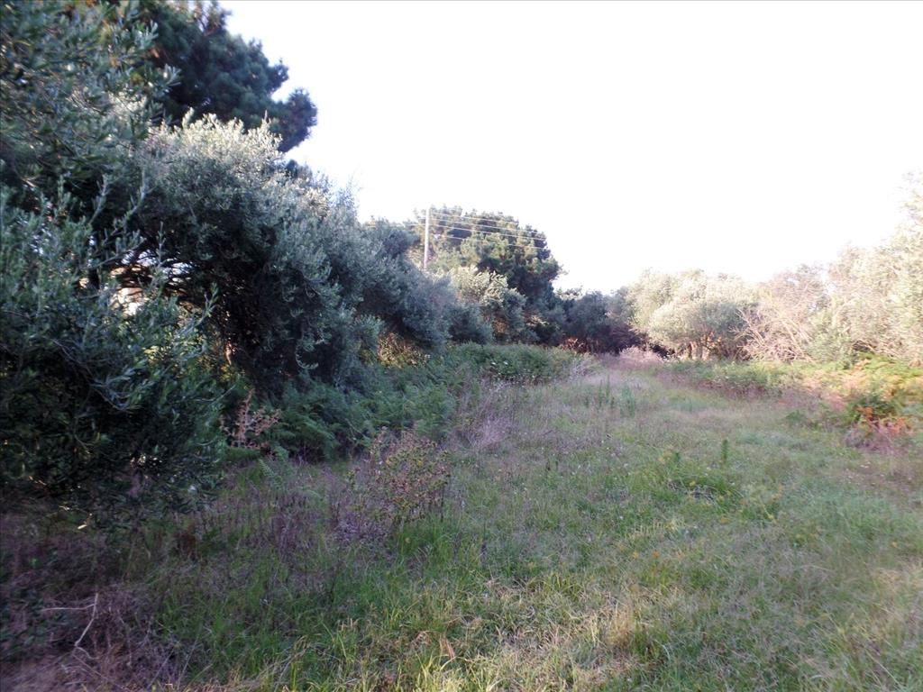 Terreno en Corfú, Grecia, 6 409 m² - imagen 5