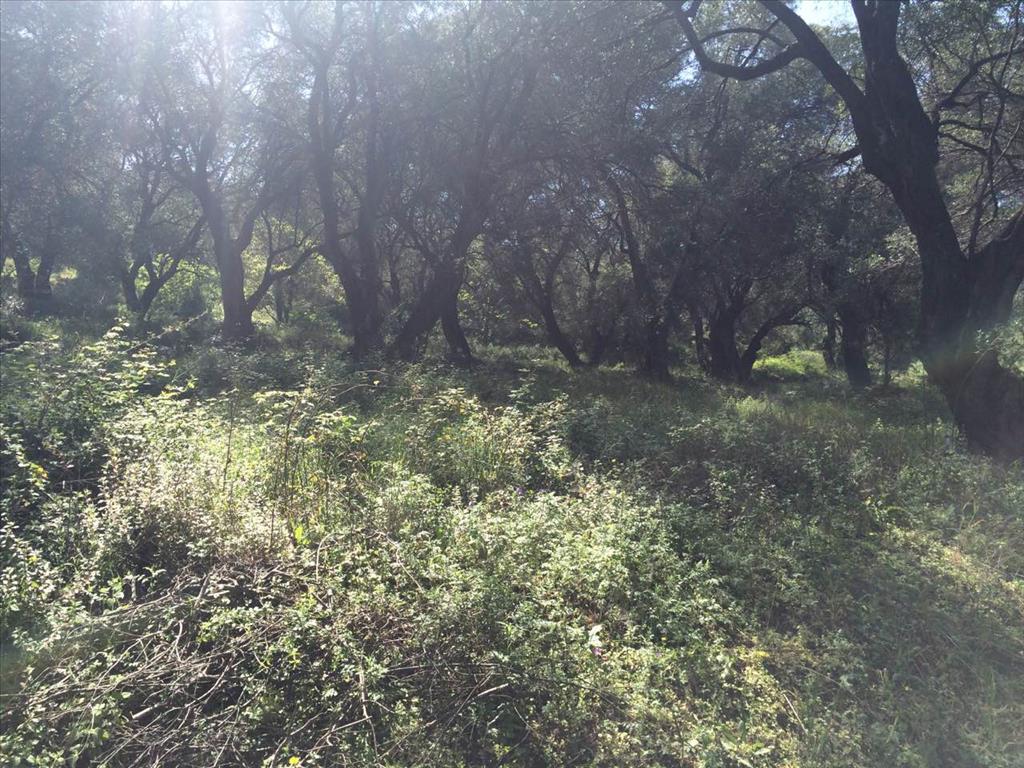 Land in Corfu, Greece, 7 000 m² - picture 6