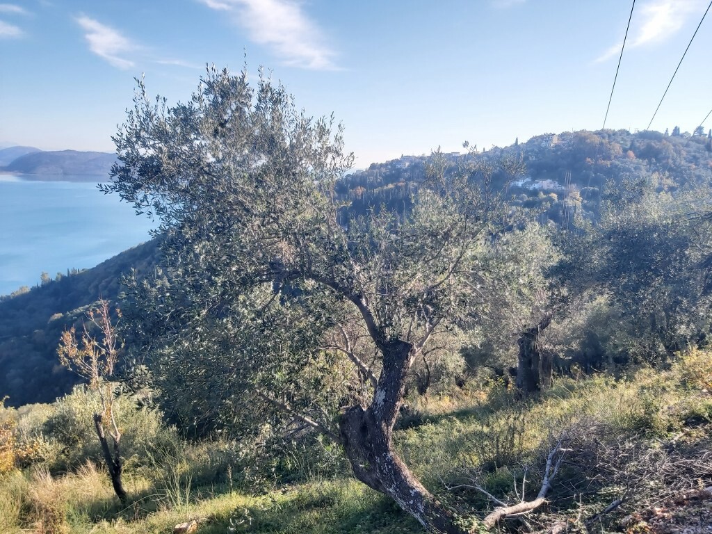 Grundstück in Korfu, Griechenland, 2 767 m² - Foto 6