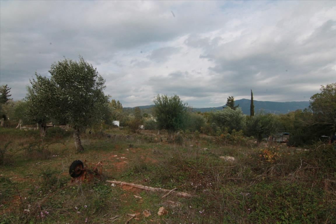 Terrain à Corfou, Grèce, 6 500 m² - image 7