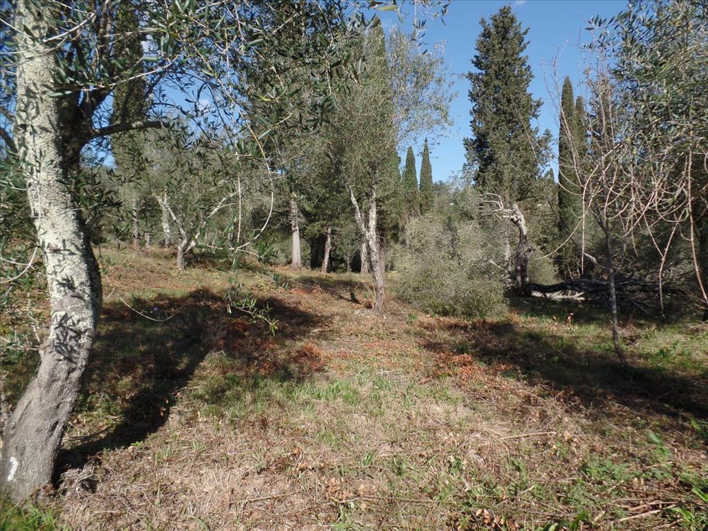 Land in Corfu, Greece, 4 900 m² - picture 7