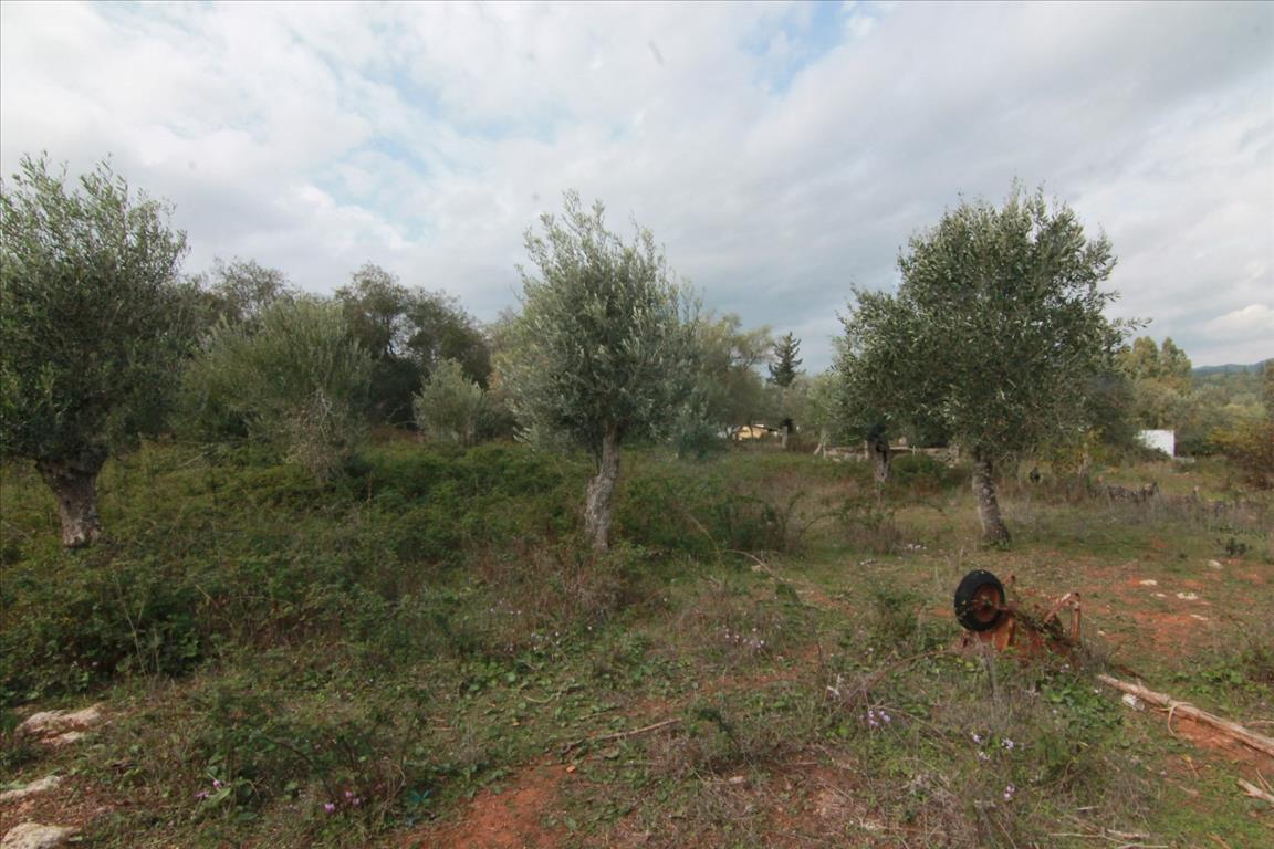 Terrain à Corfou, Grèce, 6 500 m² - image 8
