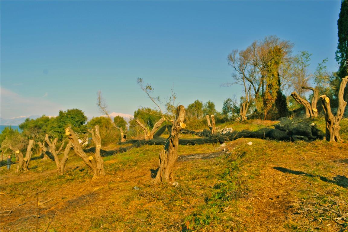 Grundstück in Korfu, Griechenland, 4 160 m² - Foto 9