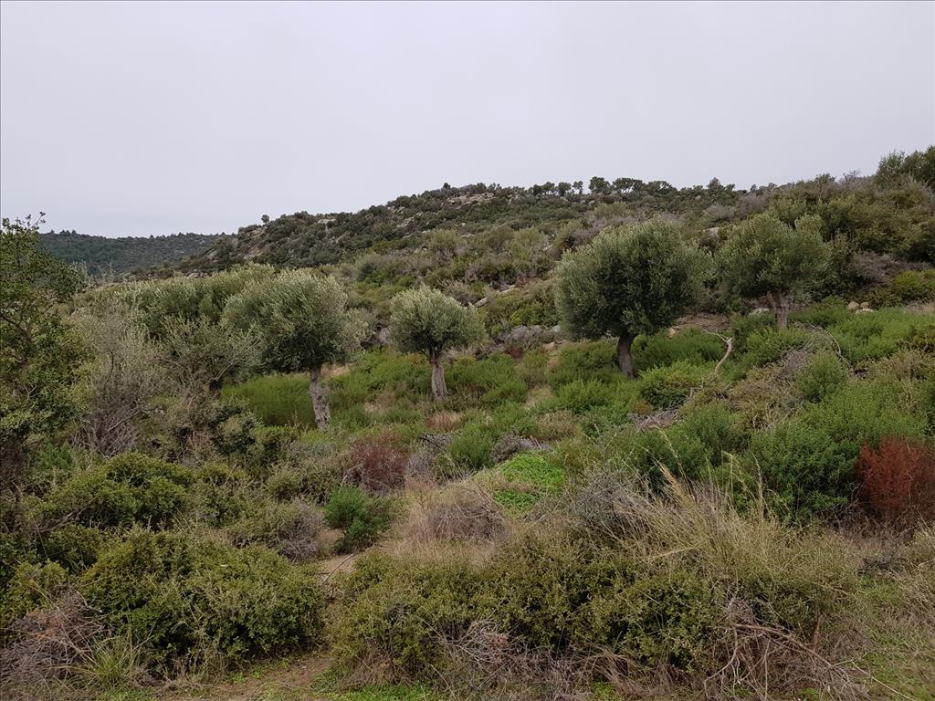 Grundstück in Sithonia, Griechenland, 12 500 m² - Foto 10