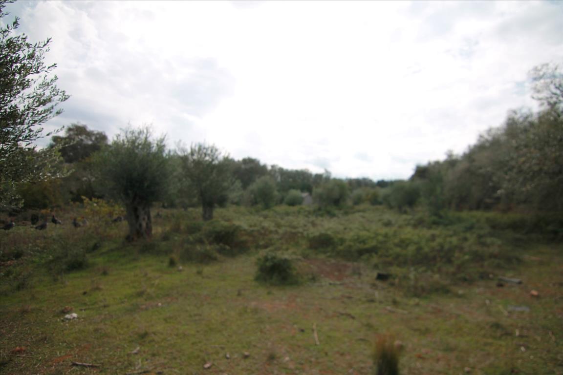 Terrain à Corfou, Grèce, 6 500 m² - image 12