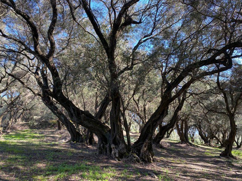 Grundstück in Korfu, Griechenland, 95 095 m² - Foto 12