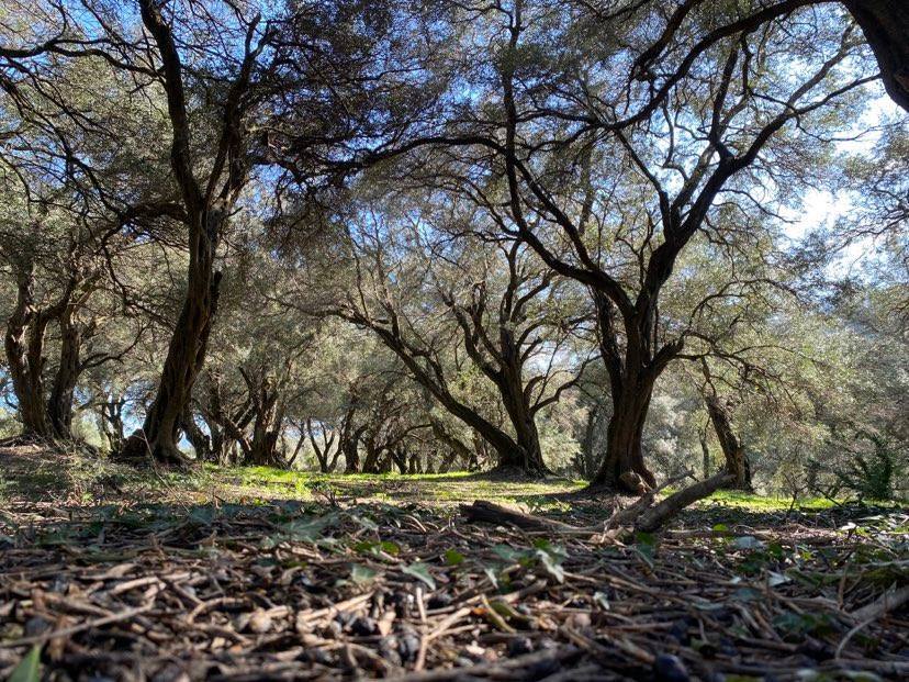 Grundstück in Korfu, Griechenland, 95 095 m² - Foto 13