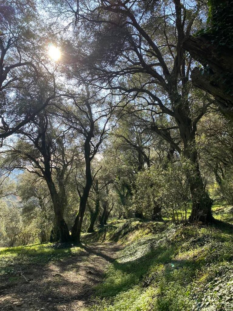 Grundstück in Korfu, Griechenland, 95 095 m² - Foto 14