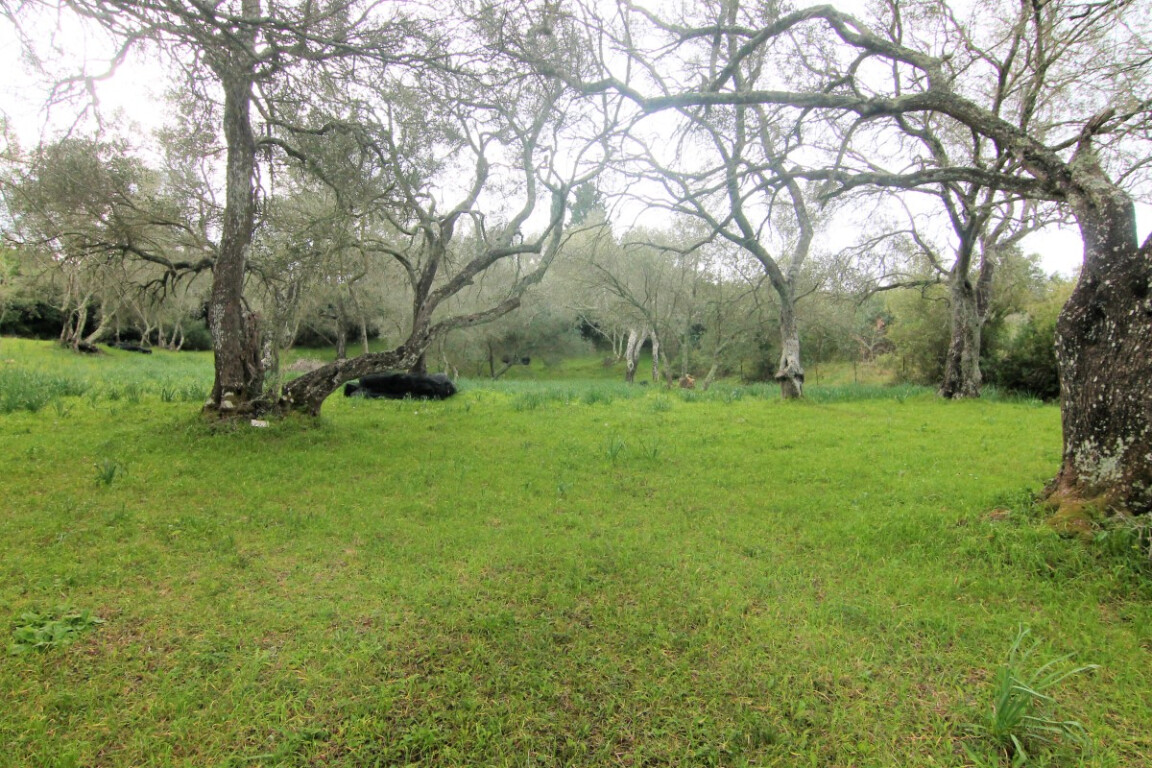 Terreno en Corfú, Grecia, 4 216 m² - imagen 1