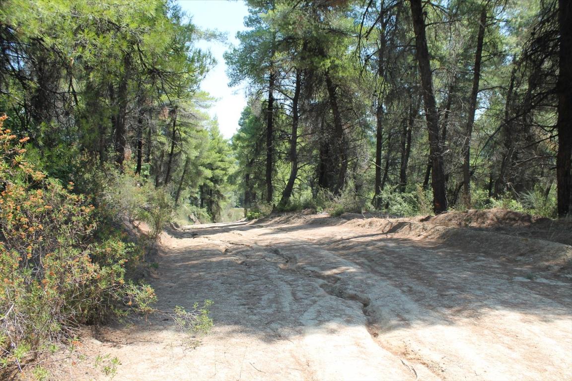 Grundstück in Kassandra, Griechenland, 13 000 m² - Foto 5