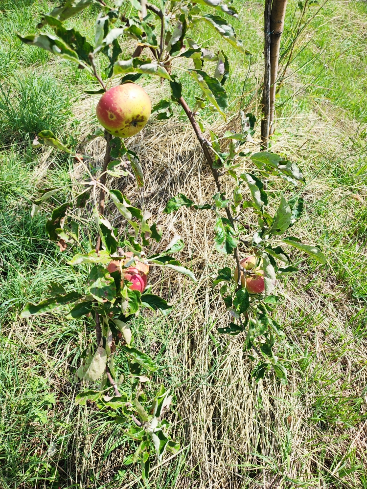 Haus für den Wiederaufbau in Niksic, Montenegro, 136 m² - Foto 16