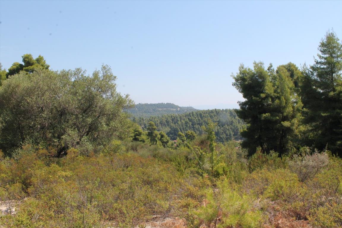 Grundstück in Kassandra, Griechenland, 13 000 m² - Foto 9