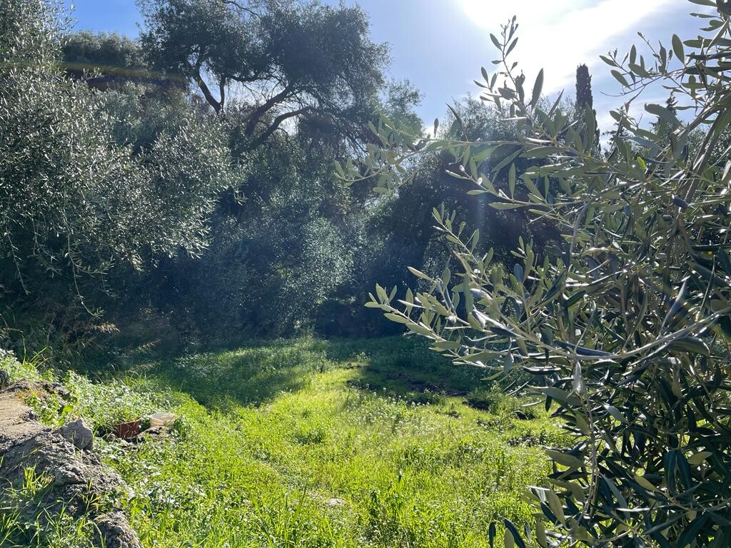 Land in Corfu, Greece, 4 000 m² - picture 10