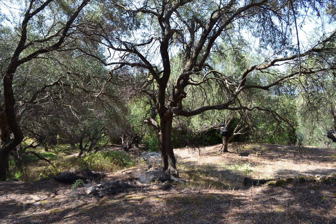 Terreno a Corfù, Grecia, 9 150 m2 - foto 11
