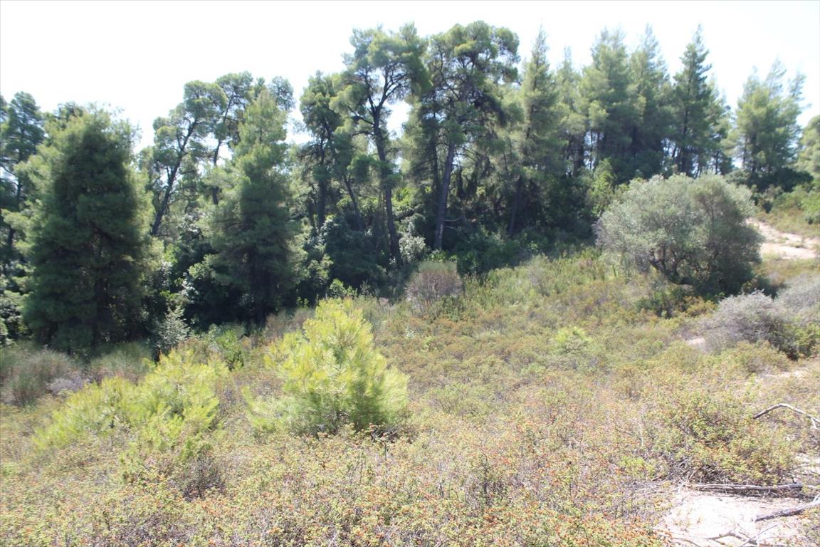 Grundstück in Kassandra, Griechenland, 13 000 m² - Foto 12