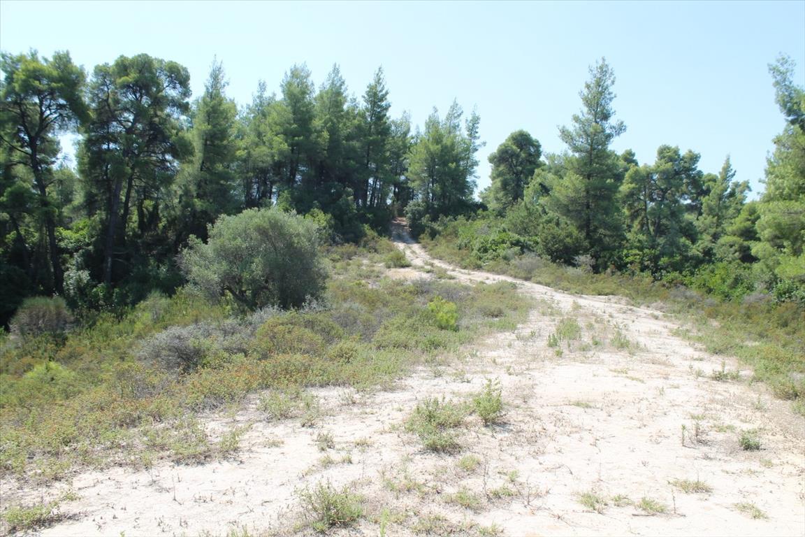 Grundstück in Kassandra, Griechenland, 13 000 m² - Foto 15