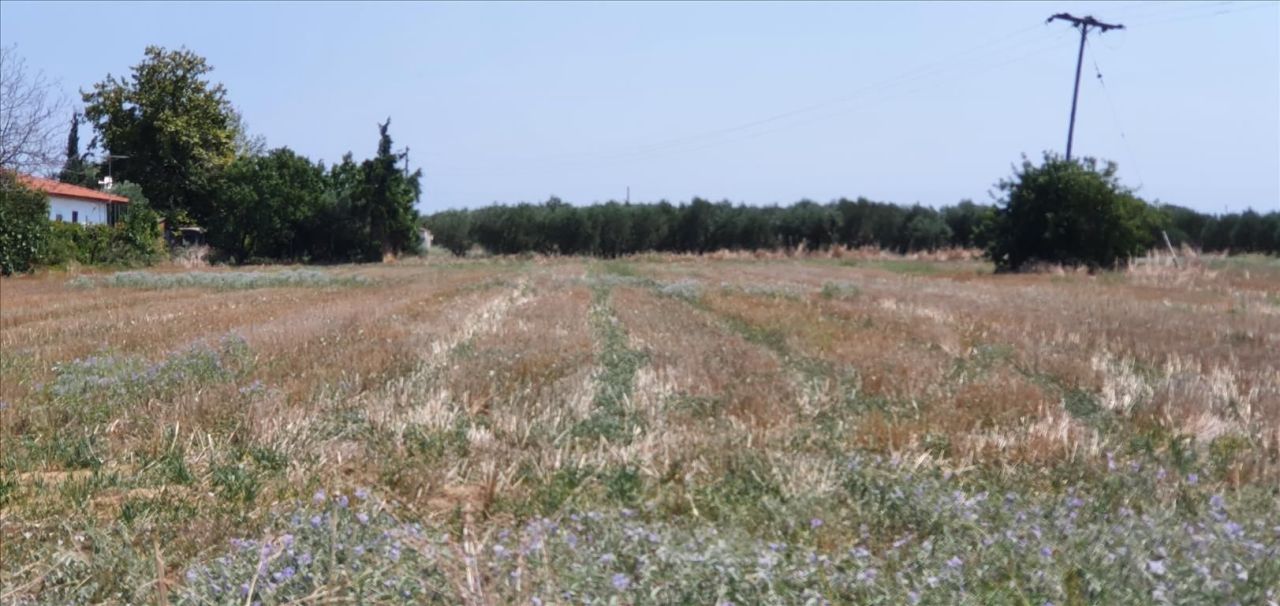 Terrain en Chalcidique, Grèce, 4 551 m² - image 1