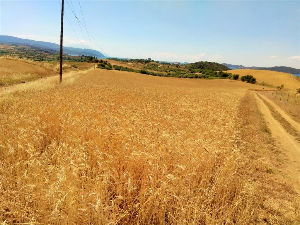 Terrain en Chalcidique, Grèce, 9 000 m² - image 1