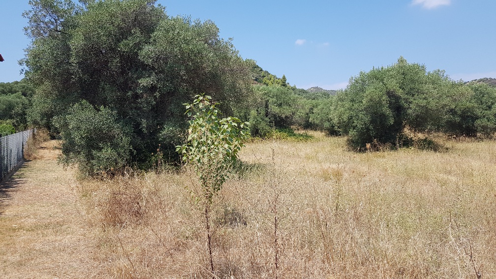 Terrain à Kassandra, Grèce, 20 000 m² - image 1