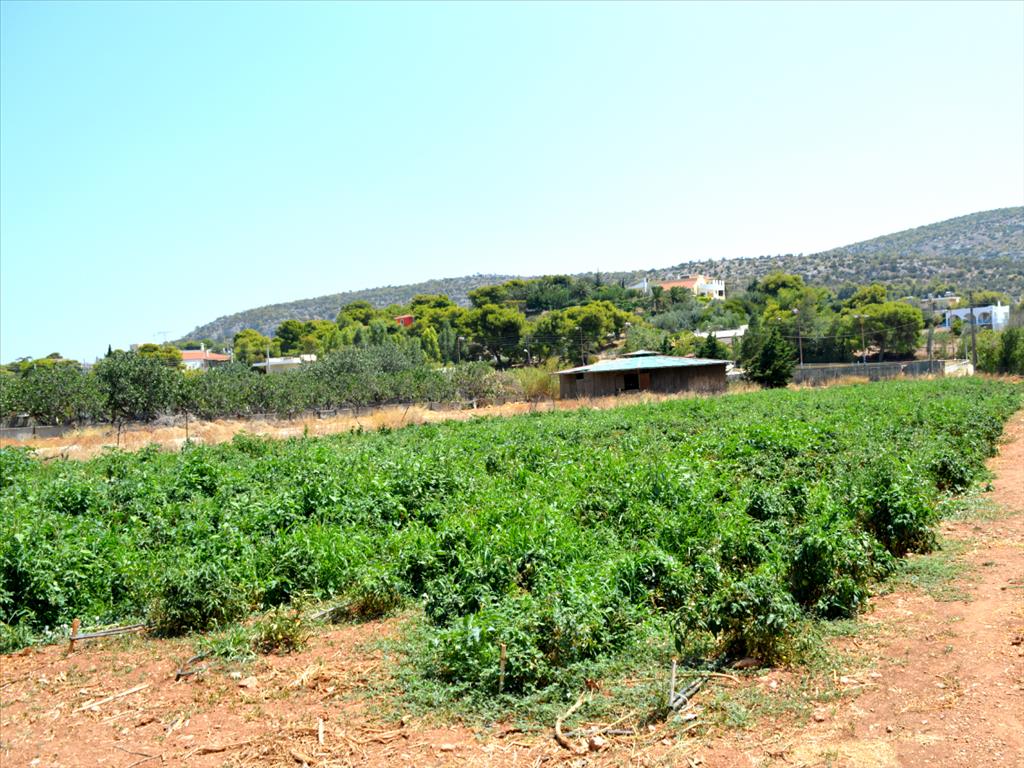 Land in Attica, Greece, 4 000 m² - picture 1