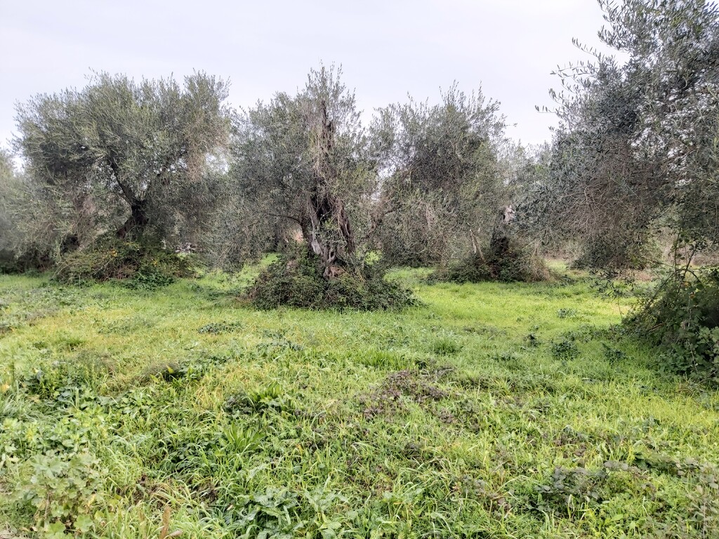 Land in Corfu, Greece, 2 307 m² - picture 1
