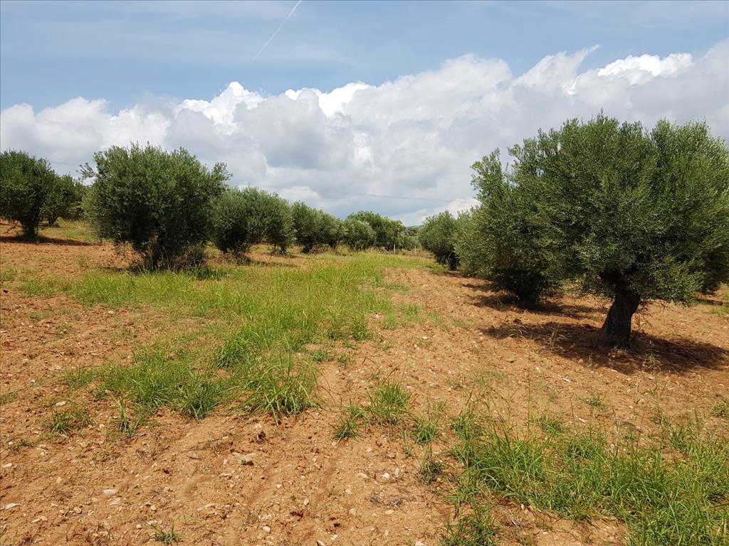 Terreno en Sitonia, Grecia, 5 078 m² - imagen 1