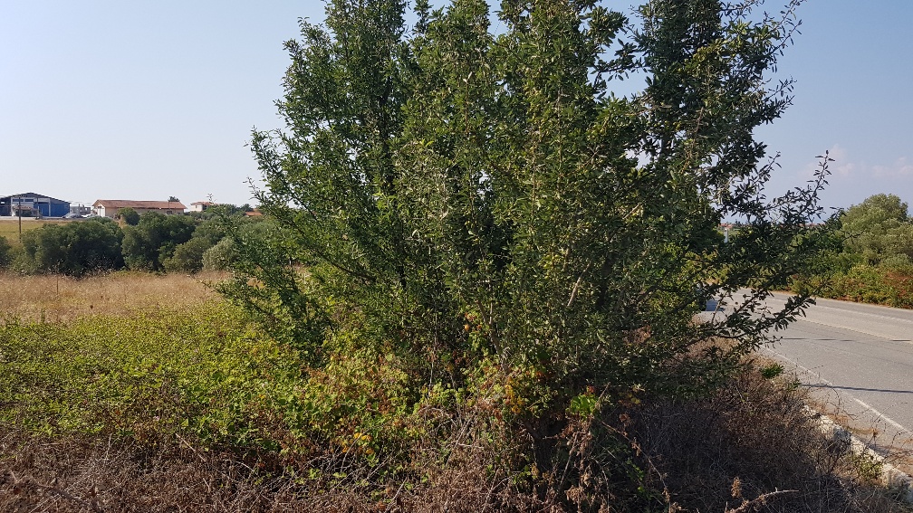 Terrain à Kassandra, Grèce, 3 255 m² - image 1
