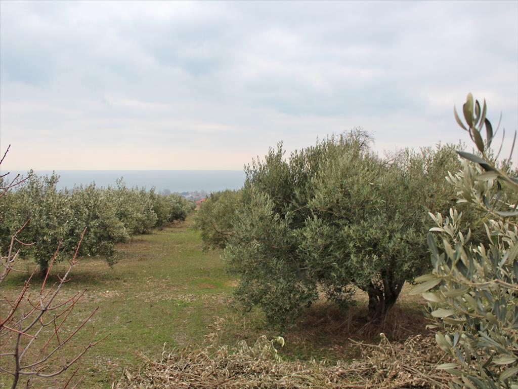 Land in Olympiaki Akti, Greece, 4 000 m² - picture 1