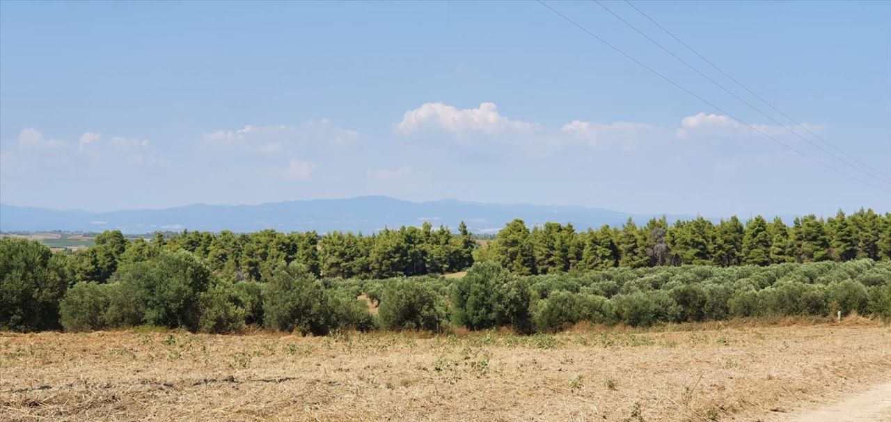 Land in Kassandra, Greece, 30 000 m² - picture 1