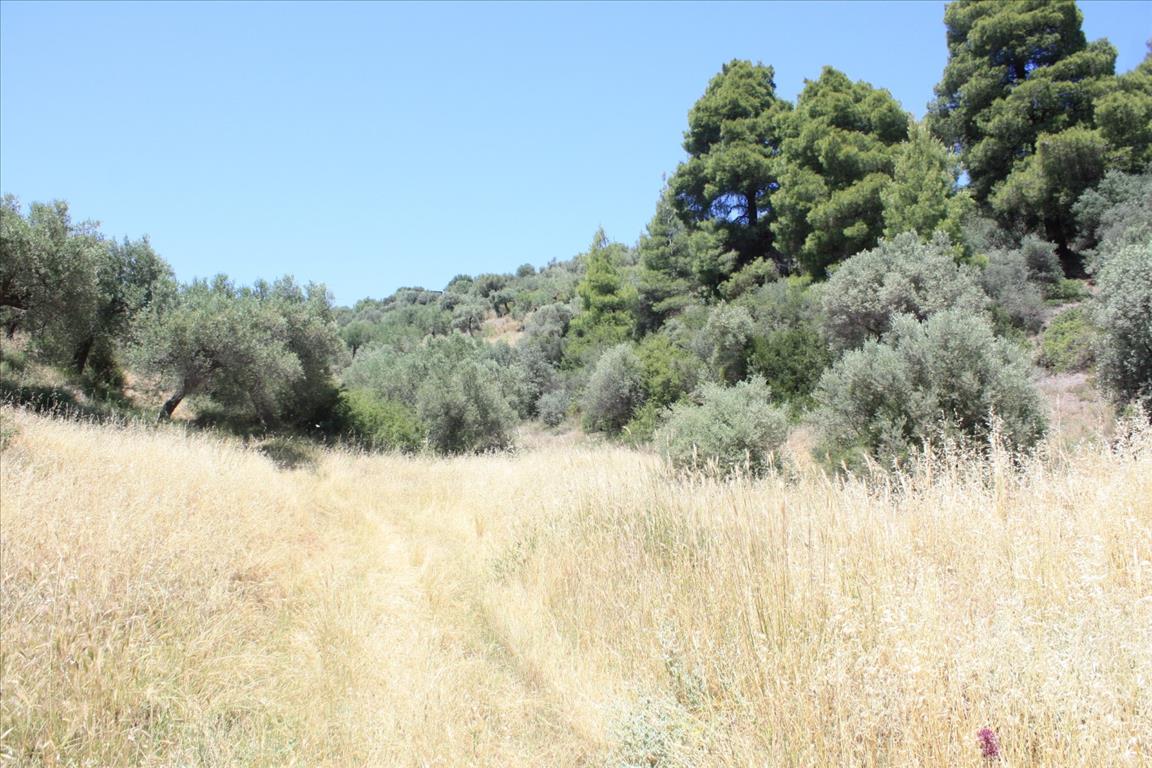 Terrain en Sithonie, Grèce, 2 000 m² - image 1