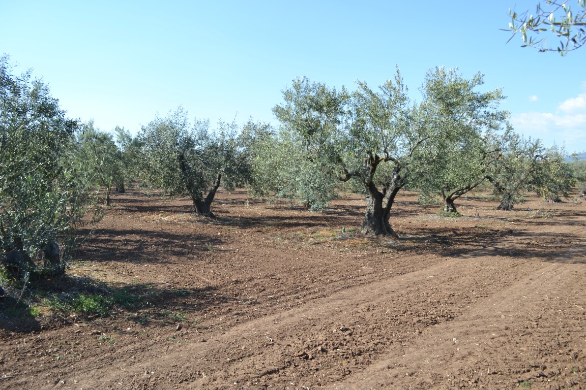 Grundstück in Chalkidiki, Griechenland, 5 000 m² - Foto 1