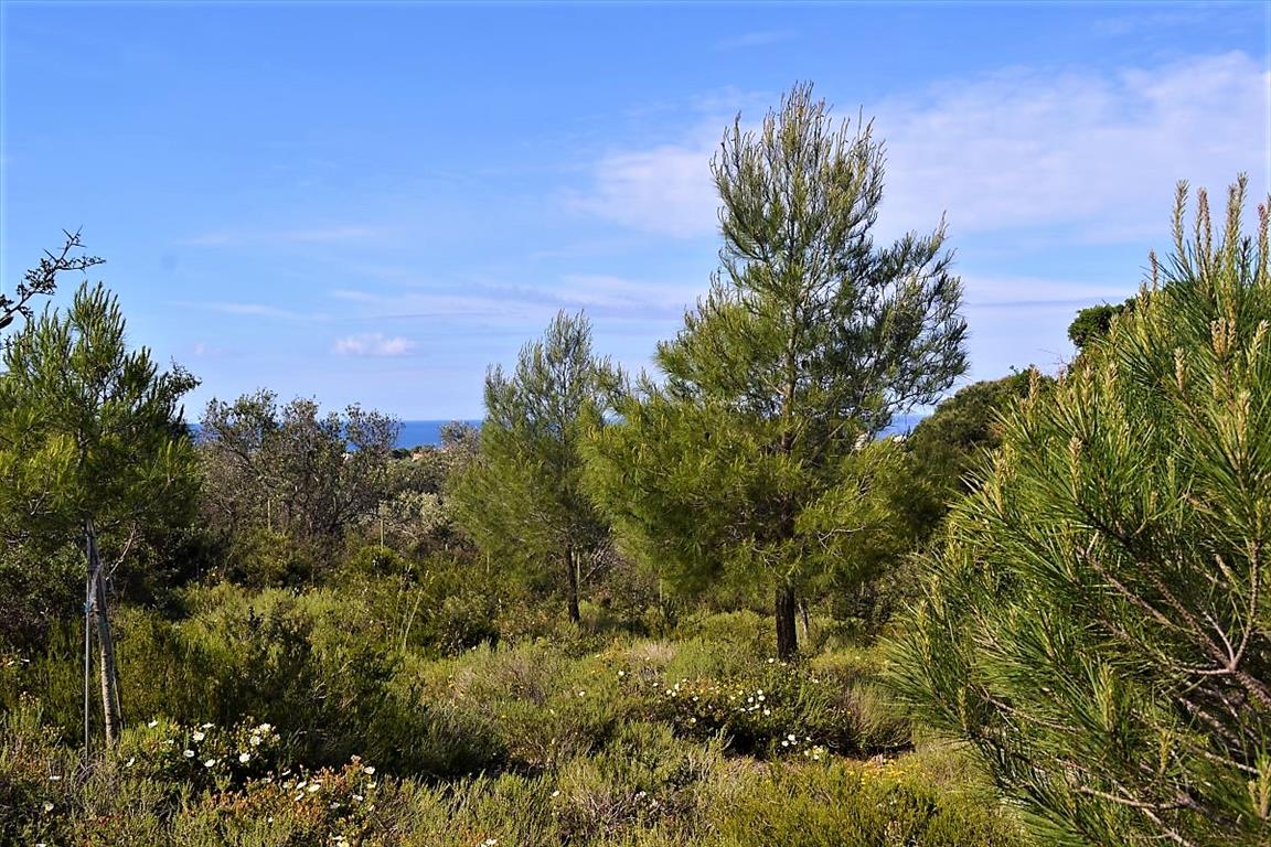 Terrain à Corfou, Grèce, 12 000 m² - image 1